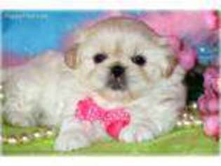Shinese Puppy for sale in Alexandria, LA, USA