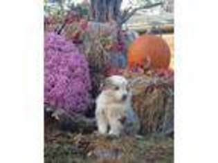 Australian Shepherd Puppy for sale in Rickman, TN, USA