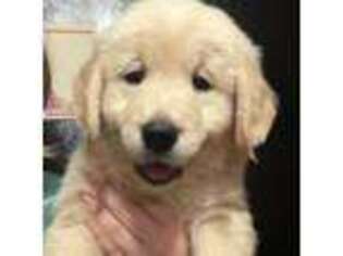 Golden Retriever Puppy for sale in Lockport, NY, USA