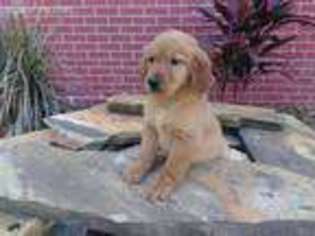 Golden Retriever Puppy for sale in Brooksville, FL, USA