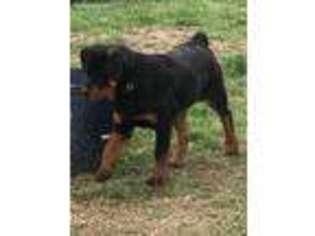 Rottweiler Puppy for sale in Fortuna, MO, USA