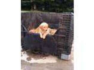 Golden Retriever Puppy for sale in Jamestown, KY, USA