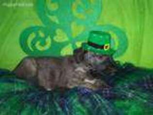 Irish Wolfhound Puppy for sale in Weston, OH, USA