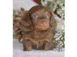 Dachshund Puppy for sale in Anderson, MO, USA