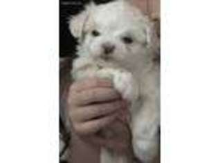 Maltese Puppy for sale in Maysville, KY, USA