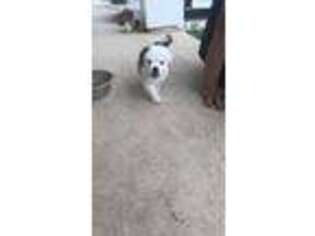 Saint Bernard Puppy for sale in Clovis, NM, USA