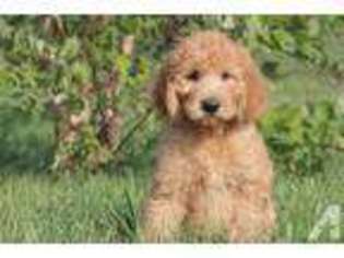 Goldendoodle Puppy for sale in HOWARD, OH, USA