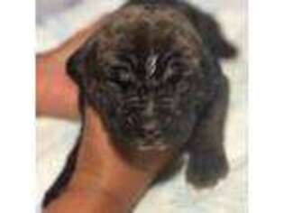 Cane Corso Puppy for sale in Lake View, SC, USA