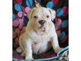 Bulldog Puppy for sale in HOWELL, MI, USA