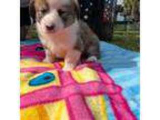 Cardigan Welsh Corgi Puppy for sale in Clearwater, FL, USA