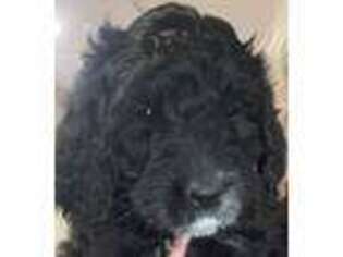 Saint Berdoodle Puppy for sale in Trenton, OH, USA