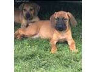 Boerboel Puppy for sale in Amherst, NY, USA