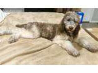 Mutt Puppy for sale in Hemet, CA, USA
