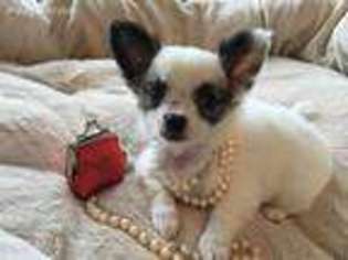 Chihuahua Puppy for sale in North Miami Beach, FL, USA