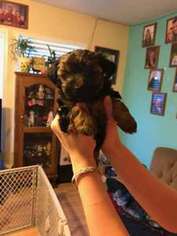 Yorkshire Terrier Puppy for sale in Omaha, NE, USA