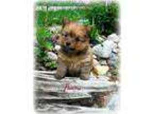 Mutt Puppy for sale in SCOTTVILLE, MI, USA
