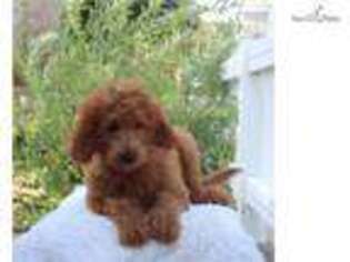 Goldendoodle Puppy for sale in Philadelphia, PA, USA