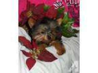 Yorkshire Terrier Puppy for sale in IONIA, MI, USA