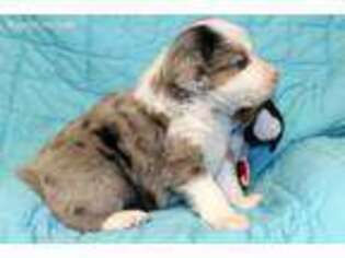 Miniature Australian Shepherd Puppy for sale in Tishomingo, OK, USA