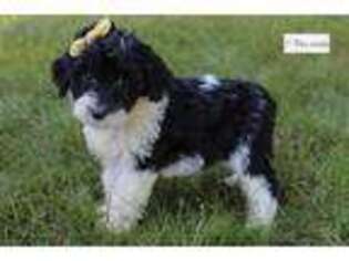 Portuguese Water Dog Puppy for sale in Canton, OH, USA