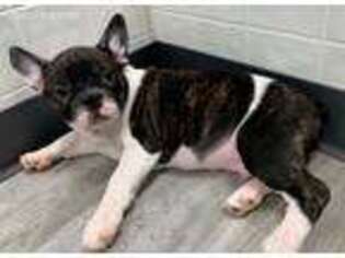 French Bulldog Puppy for sale in Clare, IL, USA