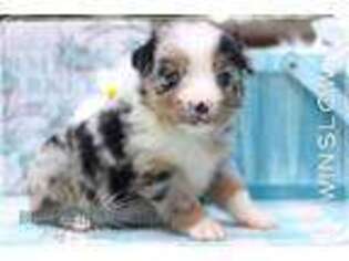 Miniature Australian Shepherd Puppy for sale in Lawrenceburg, TN, USA