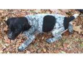 German Shorthaired Pointer Puppy for sale in Koshkonong, MO, USA