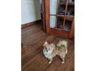 Pomeranian Puppy for sale in Benton City, WA, USA