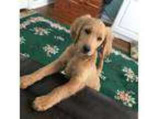 Goldendoodle Puppy for sale in Crandall, IN, USA
