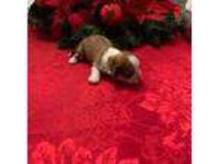 Lhasa Apso Puppy for sale in Gilbert, AZ, USA