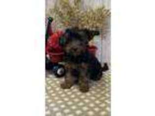 Yorkshire Terrier Puppy for sale in Wawaka, IN, USA