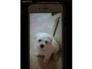 Yorkshire Terrier Puppy for sale in Largo, FL, USA