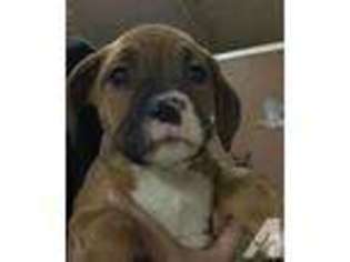 Boxer Puppy for sale in MILFORD, MA, USA