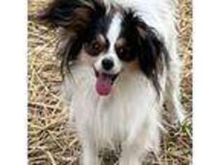 Papillon Puppy for sale in Saint Joseph, MO, USA