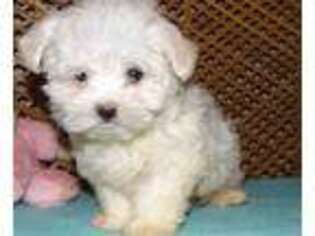 Maltese Puppy for sale in Jasonville, IN, USA