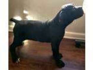 Cane Corso Puppy for sale in Atlanta, GA, USA