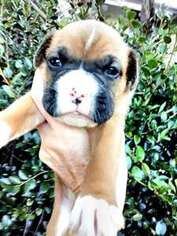 Boxer Puppy for sale in MARIANNA, FL, USA