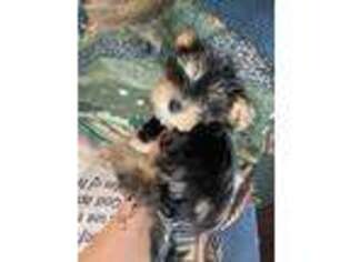 Yorkshire Terrier Puppy for sale in West Chester, PA, USA