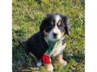 Bernese Mountain Dog Puppy for sale in Belleview, MO, USA