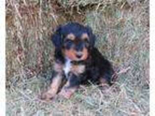 Mutt Puppy for sale in Sinks Grove, WV, USA