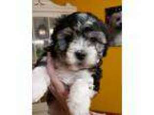 Havanese Puppy for sale in Louisville, KY, USA