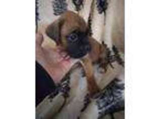 Boxer Puppy for sale in Summerfield, NC, USA