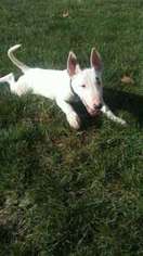 Bull Terrier Puppy for sale in Cambria Heights, NY, USA