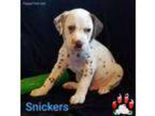 Dalmatian Puppy for sale in West Bend, WI, USA