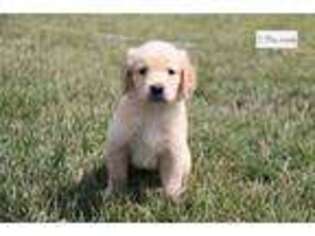 Golden Retriever Puppy for sale in Kirksville, MO, USA