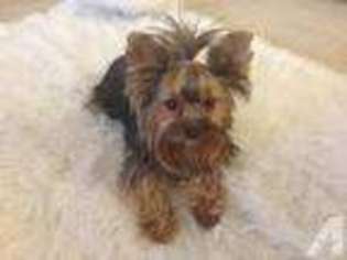 Yorkshire Terrier Puppy for sale in WILLISTON, ND, USA