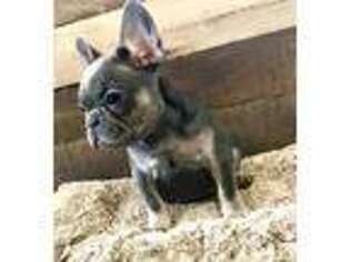 French Bulldog Puppy for sale in Morrill, NE, USA