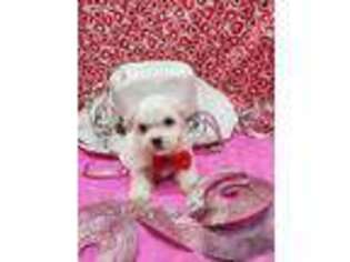 Maltese Puppy for sale in Bolingbrook, IL, USA