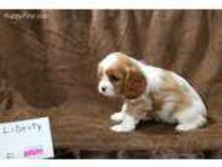 Cavalier King Charles Spaniel Puppy for sale in Temecula, CA, USA