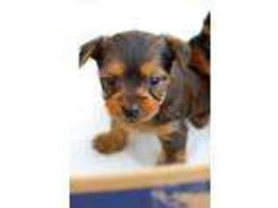 Yorkshire Terrier Puppy for sale in Neosho, MO, USA